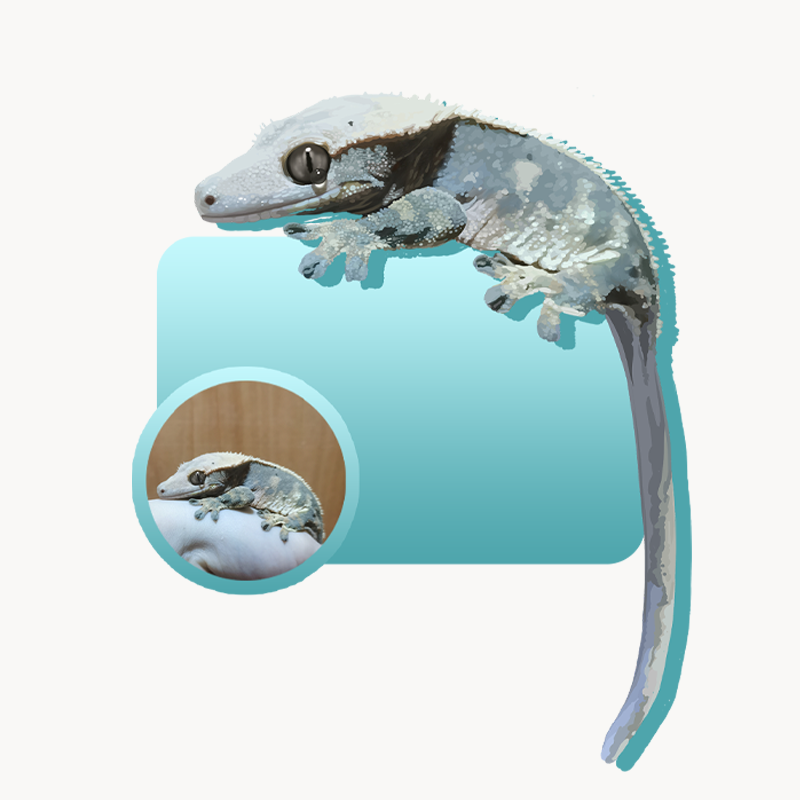 POOJI Ilustración digital de mascota personalizada | Arte original 100% dibujado a mano y Fondo de pantalla para teléfono