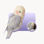 POOJI Ilustración digital de mascota personalizada | Arte original 100% dibujado a mano y Fondo de pantalla para teléfono